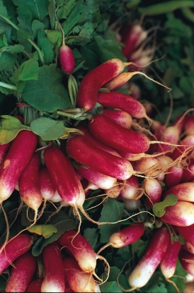 Picture of Radish French Breakfast